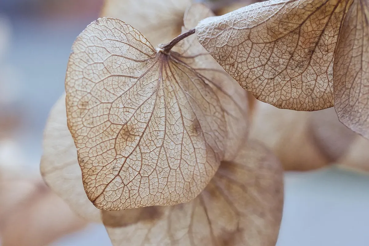 10 Common Herb Growing Mistakes UK Gardeners Make (and How to Avoid Them)