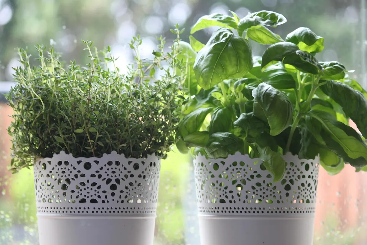 A Beginner's Guide to Starting a Kitchen Herb Garden in a Small UK Flat