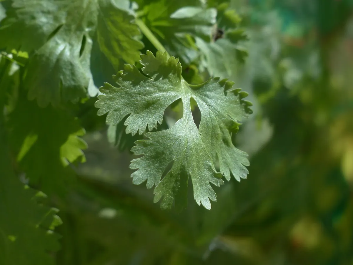 Basil, Coriander or Parsley? A Comparison for UK Windowsill Growers