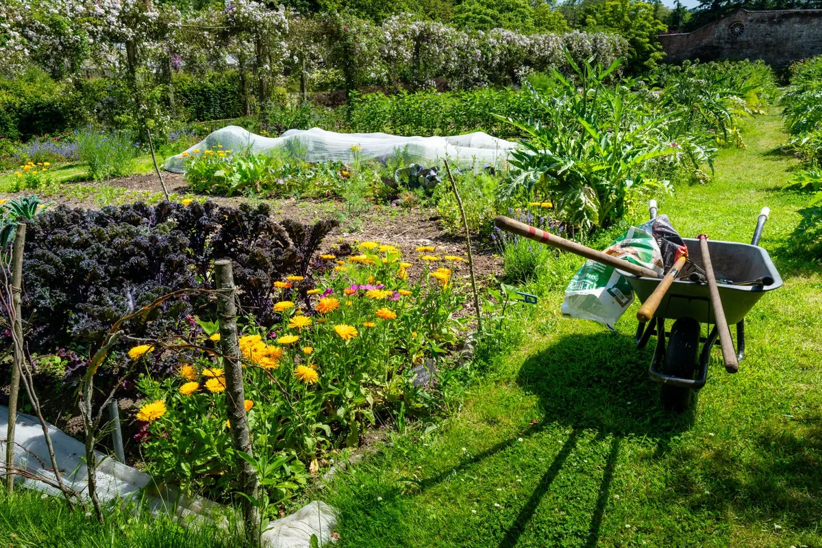 Companion Planting for Herbs: What to Grow Together in the UK