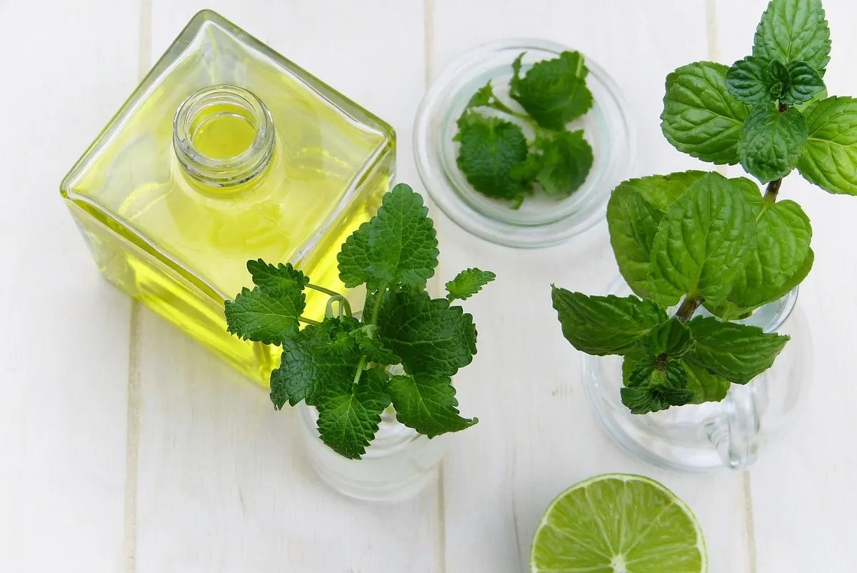 Mint vs Lemon Balm: Which Aromatic Herb Should You Grow?